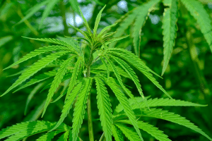 Newsletter Beispiel – Die Cannabis Story